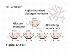 Glycogen structure