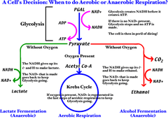 Glycolysis/ATP production