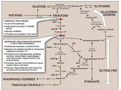 Hereditary Fructose intolerance: Deficiency? Genetics? Biochem/molecular problem?