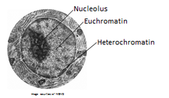 Heterochromatin