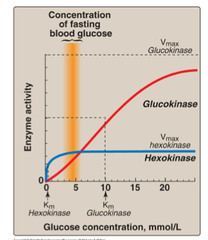 Hexokinase vs. glucokinase: why are the 2 enzymes similar?