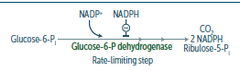 HMP shunt (pentose phosphate pathway): What does it do? Where does it occur (in the cell)? What is the net ATP requirement or yield?