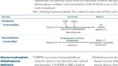 HMP shunt (pentose phosphate pathway)