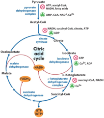 How does exercise active the pyruvate dehydrogenase complex?