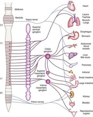 Innervation of the abdominal viscera?