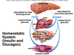 Insulin: when/where is it made? What are its basic effects?