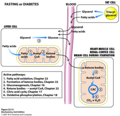 Ketone bodies: in liver?