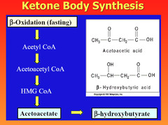 Ketone bodies: in prolonged starvation or diabetic ketoacidosis? ... in alcoholism? Why are these two cases related?