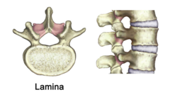 Lamina, what does it bridge