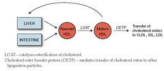 Lipid transport enzymes: Cholesterol ester transfer protein (CETP)