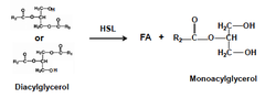 Lipid transport enzymes: Hormone-sensitive lipase