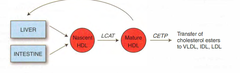 Lipid transport enzymes: Lecithin-cholesterol acyltransferase (LCAT)