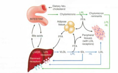 Lipid transport enzymes: Pancreatic lipase