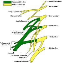 Lumbar Plexus