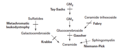 Lysosomal storage diseases (First Aid) | StudyHippo.com