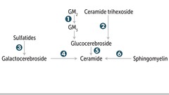 Lysosomal storage pathway