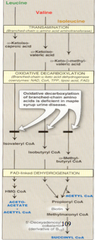 Maple syrup urine dz: etiology?