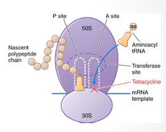 Mechanism of *tetracyclines*