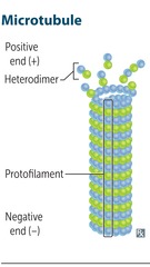 Microtubule