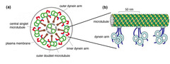 Microtubules