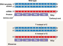 Missense mutation