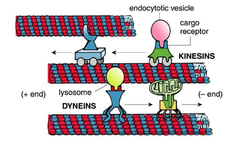 Molecular motor activity of Microtubules