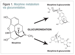 Morphine active metabolite