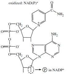 NAD+ vs. NADP+