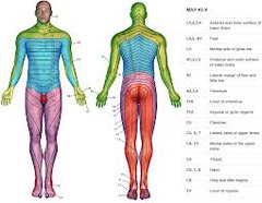 Neuroanatomic Mapping & Evaluation of Neuraxial Anesthesia