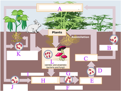 nitrogen-fixing bacteria