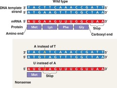 Nonsense mutation