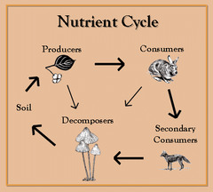 Nutrients