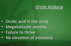 Orotic aciduria: etiology? genetics?