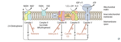 Oxidative phosphorylation poisons: ATPase inhibitors