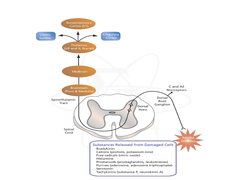 Pain pathway (excitatory)