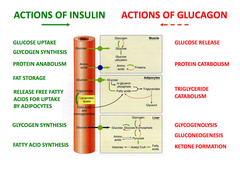 Phosphorylation and Insulin vs. Glucagon