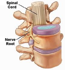 Physiology and Mechanism of Action