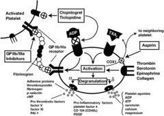 Plavix Mechanism of Action