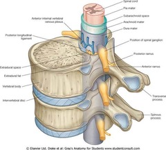 Primary barrier to opioid transfer from epidural space to spinal cord