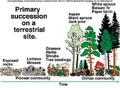 primary succession