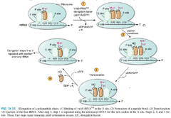 Protein synthesis: *Step 1 in Elongation*