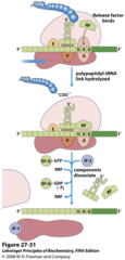 Protein synthesis: *Termination*