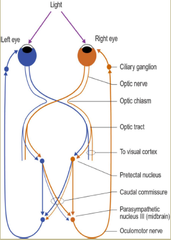 Pupillary Light Reflex (PLR)