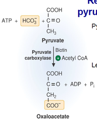 pyruvate carboxylase