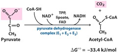 Pyruvate dehydrogenase: net rxtn?