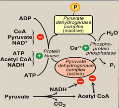 Pyruvate dehydrogenase