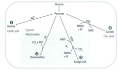 Pyruvate metabolism: Acetyl-CoA