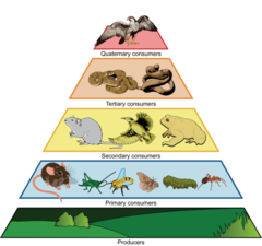 Quaternary Consumer