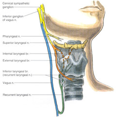 Regional Anesthesia for FOI (3 blocks)