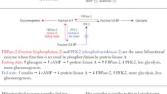 Regulation by fructose-2,6-bisphosphate